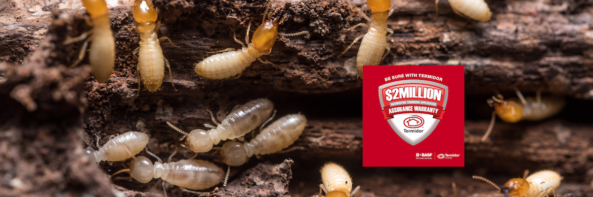 Termite treatment banner